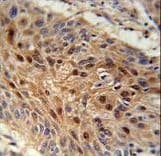 NDNF Antibody (aa80-109)