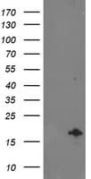 NDUFA7 Antibody (clone OTI2C4, Carrier-free)