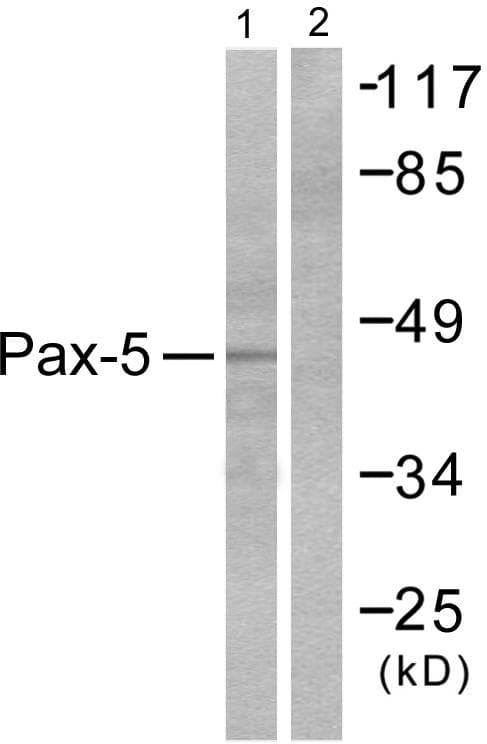 PAX5 Antibody
