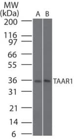 IHC-plus™ TAAR1 / TA1 Antibody (aa225-250)