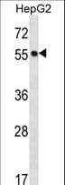 POFUT2 Antibody (aa228-257)