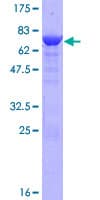 Human COL25A1 / Collagen XXV Protein (Recombinant GST)