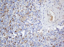 Selenium Binding Protein 1 Antibody (clone OTI2B12, Carrier-free)