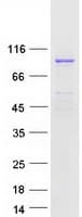 Human RPS6KA4 / MSK2 / RSK-B Protein (Recombinant Myc-DDK (Flag))