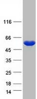 Human NPEPL1 Protein (Recombinant Myc-DDK (Flag))