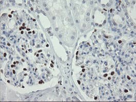Monoclonal Mouse anti-Human MAFB Antibody (clone OTI2A6, IHC, WB)