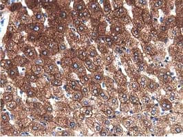 ALDH1L1 Antibody (clone OTI3D2)