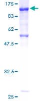 Human CDH7 / Cadherin 7 Protein (Recombinant GST)