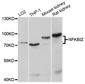 NFKBIZ / IKBZ Antibody