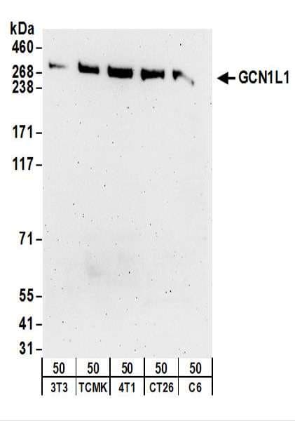 GCN1 / GCN1L1 Antibody (aa2621-2671)