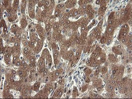 SDSL / Serine Dehydratase-Like Antibody (clone OTI1A8)