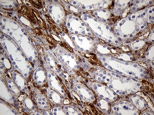 Monoclonal Mouse anti-Human IFITM2 Antibody (clone OTI3B1, IHC, WB)
