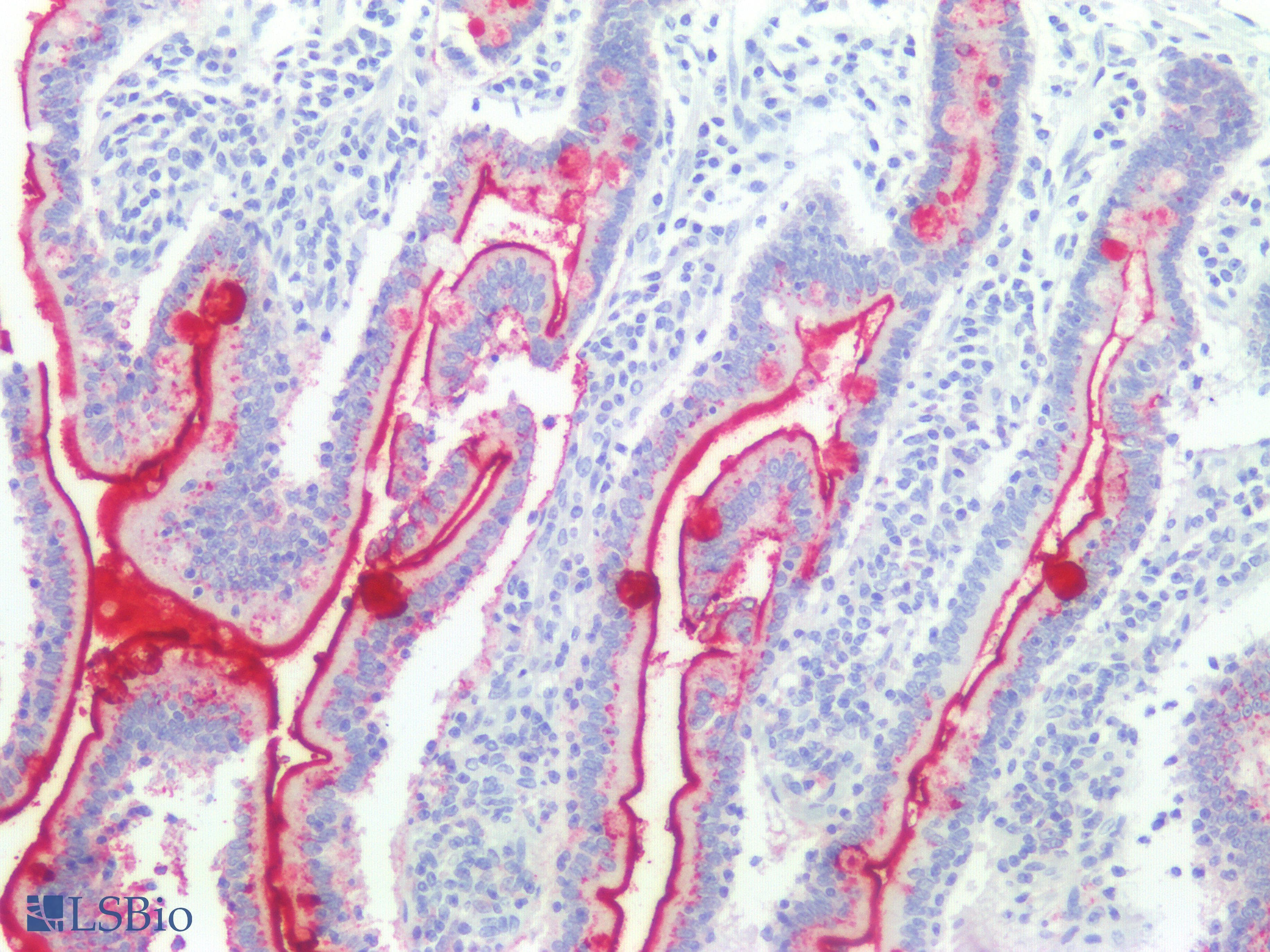 IHC-plus™ Lewis y / BG8 / CD174 Antibody (Concentrated)