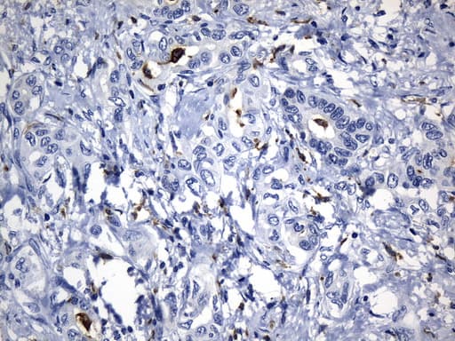 MSR1 / CD204 Antibody (aa197-451, clone UMAB246)