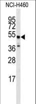 Polyclonal Rabbit anti-Human ADRB2 Antibody (Ser364, IHC, WB)