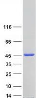 Human PTAR2 / FNTA Protein (Recombinant Myc-DDK (Flag))