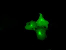 NPR3 Antibody (clone OTI11B5)