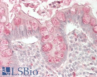 IHC-plus™ C1QTNF7 / CTRP7 Antibody (Globular domain)