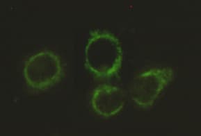 Monoclonal Mouse anti-Human DLAT / PDC-E2 Antibody (WB)