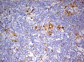 Monoclonal Mouse anti-Human CD68 Antibody (clone OTI8A4, aa22-319, IHC, WB)