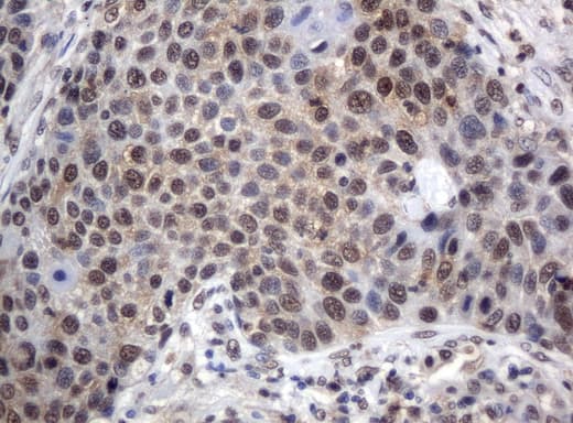 XRCC1 Antibody (clone UMAB40, Carrier-free)
