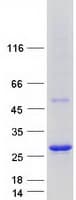Human ARL6IP1 / ARMER Protein (Recombinant Myc-DDK (Flag))