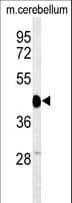 SGTB Antibody (aa71-100)