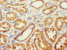 AKR7A3 Antibody (aa1-331)