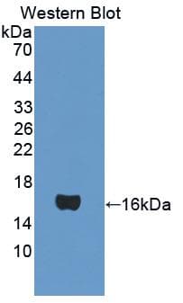 ATP5J Antibody (aa1-108, Biotin)