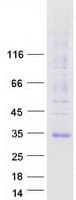 Human AQP7 / Aquaporin 7 Protein (Recombinant Myc-DDK (Flag))