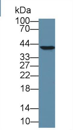 HMG20B / BRAF35 Antibody (APC)