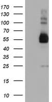 TULP3 Antibody (clone OTI6D8)