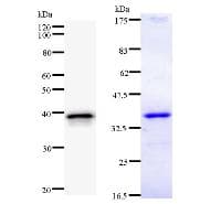 UBP1 Antibody (clone 327C1a)