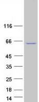 Human CPNE2 Protein (Recombinant Myc-DDK (Flag))