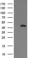 CALR3 Antibody (clone OTI1G4)