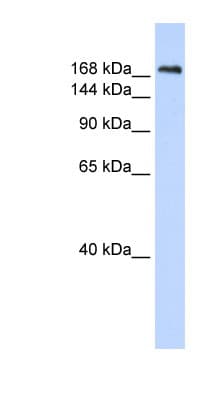 Polyclonal Rabbit anti-Human CNTNAP1 / CASPR / p190 Antibody (aa72-121, WB)