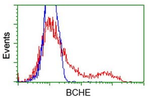 Monoclonal Mouse anti-Human BCHE / Cholinesterase Antibody (clone OTI1E1, WB)