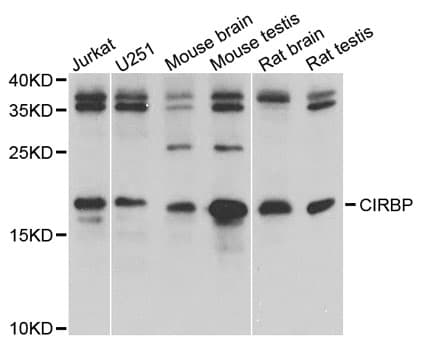 CIRP / CIRBP Antibody