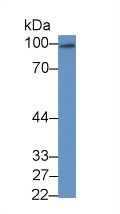 SYNPO / Synaptopodin Antibody (aa97-300, Cy3)