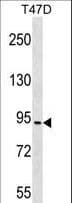 CHUK / IKKA / IKK Alpha Antibody (aa553-582)