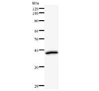 PRMT2 Antibody (clone 2439C4a)