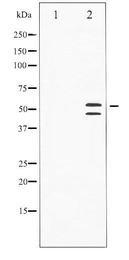 JNK1+2+3 Antibody (phospho-Thr183)
