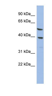 OLAH Antibody (aa35-84)