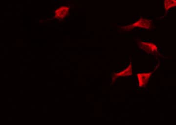 SERPINA5 / PCI Antibody