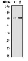 HSPA1L Antibody