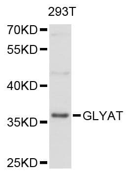 GLYAT Antibody