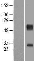 SLC16A11 Protein (Over-Expression Lysate Myc-DDK (Flag))