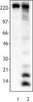 Acetyl-Lysine Antibody (clone 15G10)