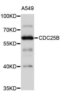 CDC25B Antibody