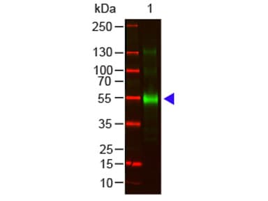 Goat Anti-Monkey IgG Secondary Antibody